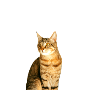 Beautiful Tabby Cat Posing With Vibrant Yellow Tulips, Perfect For Nature And Pet Themed Imagery. 19718 - Cat PNG image with transparent background